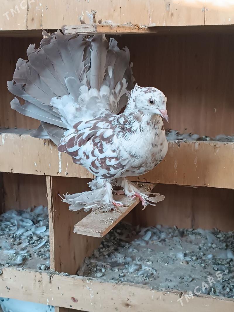 Kepderi - Mary - img 2