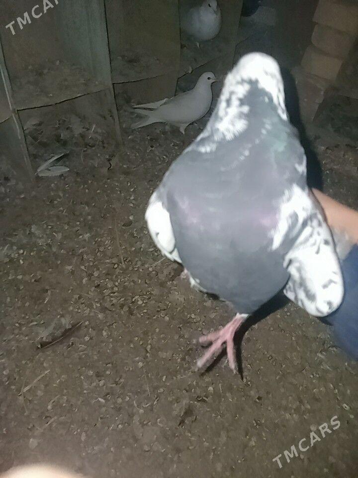 кептери - Фарап - img 2