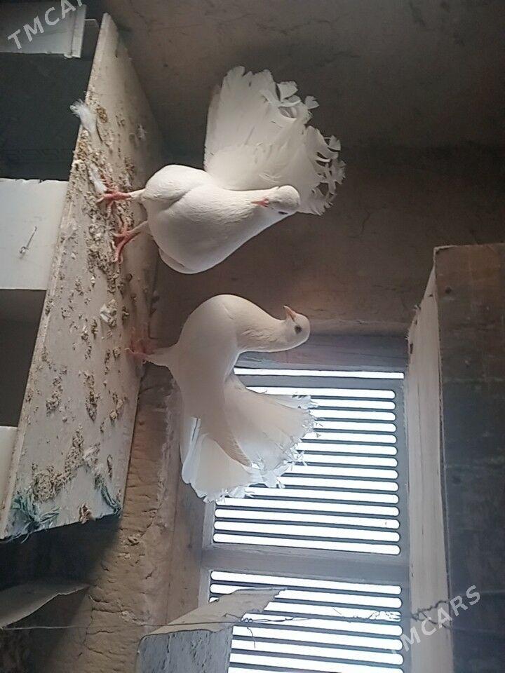 кептери - Фарап - img 4