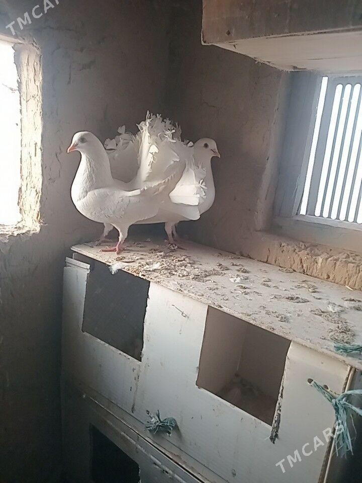 кептери - Фарап - img 3