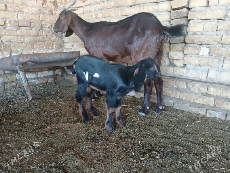 Пакистан метис овлак - Керки - img 3