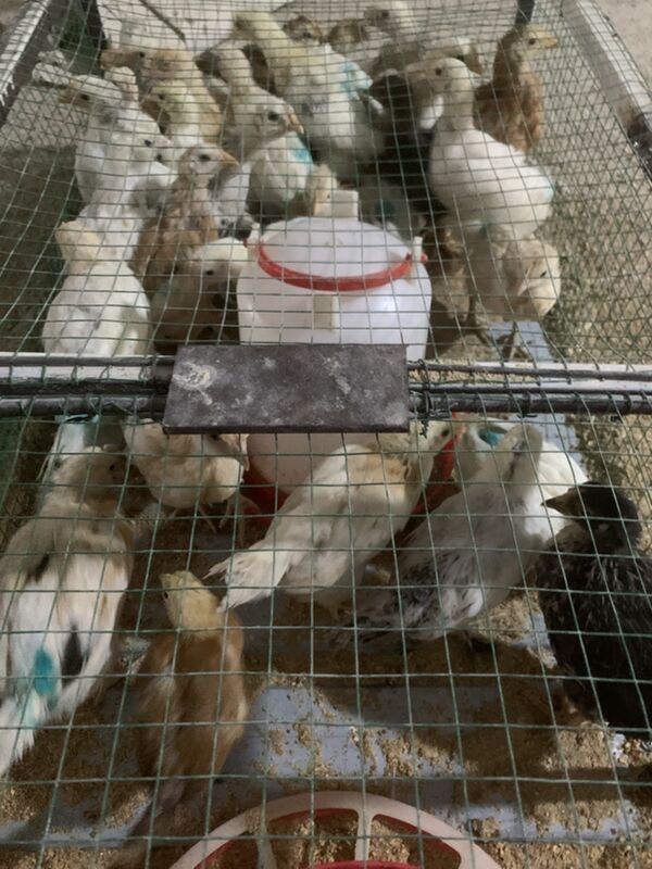 towuk elin juyje - Aşgabat - img 9