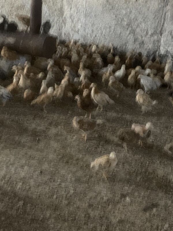 towuk elin juyje - Aşgabat - img 2