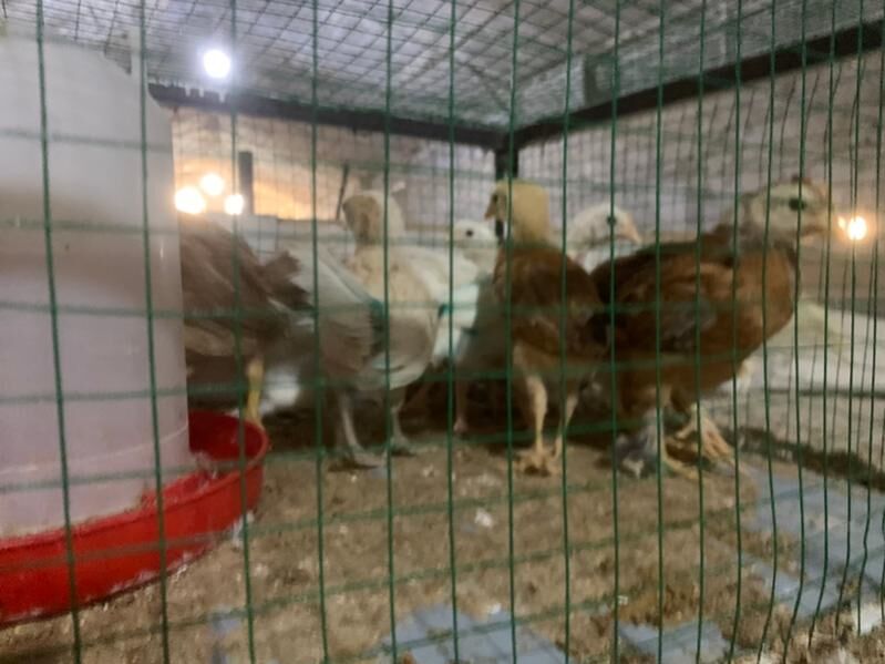 towuk elin juyje - Aşgabat - img 8