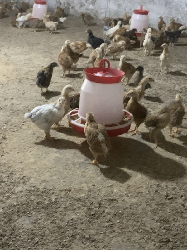 towuk elin juyje - Aşgabat - img 7