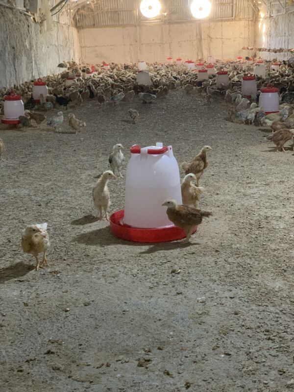 towuk elin juyje - Aşgabat - img 5