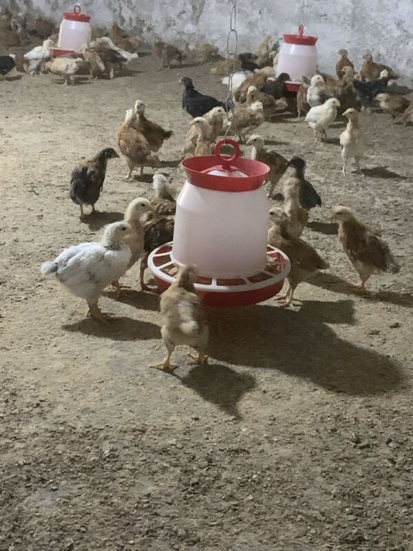 towuk elin juyje - Aşgabat - img 4