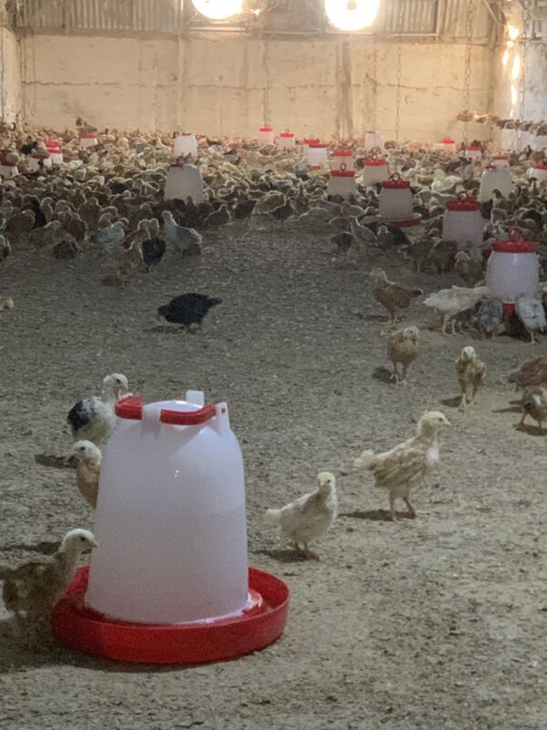 towuk elin juyje - Aşgabat - img 3