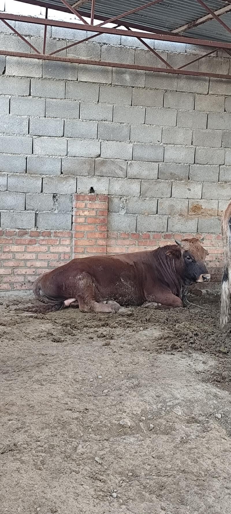 okuz - Bäherden - img 3