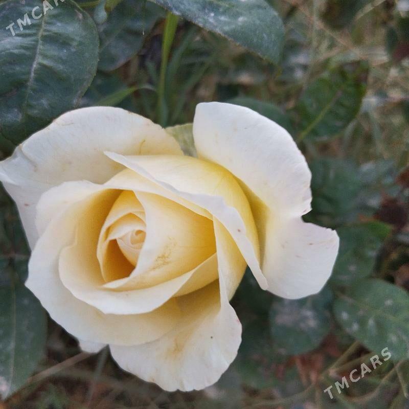 roza gùlleri. - Kaka - img 3