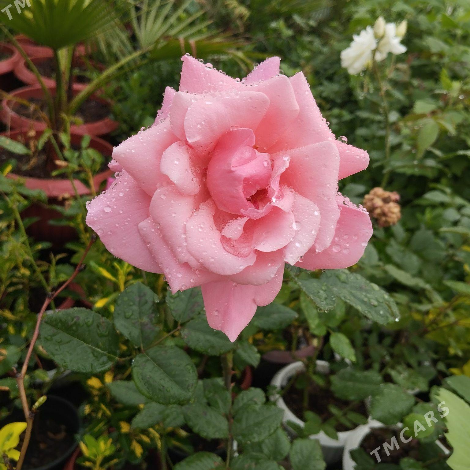 roza gùlleri. - Kaka - img 2