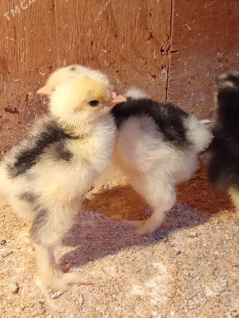 brama jyje mramr - Bagyr - img 3