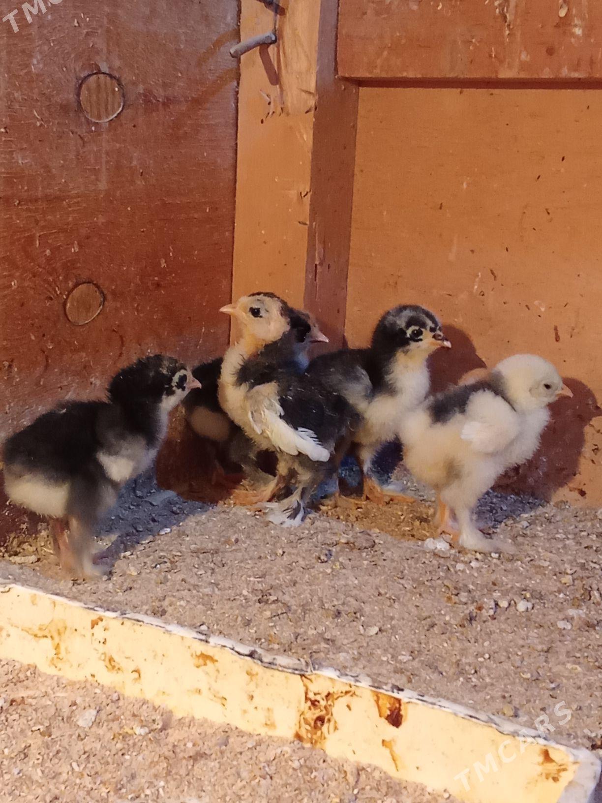 brama jyje mramr - Bagyr - img 5