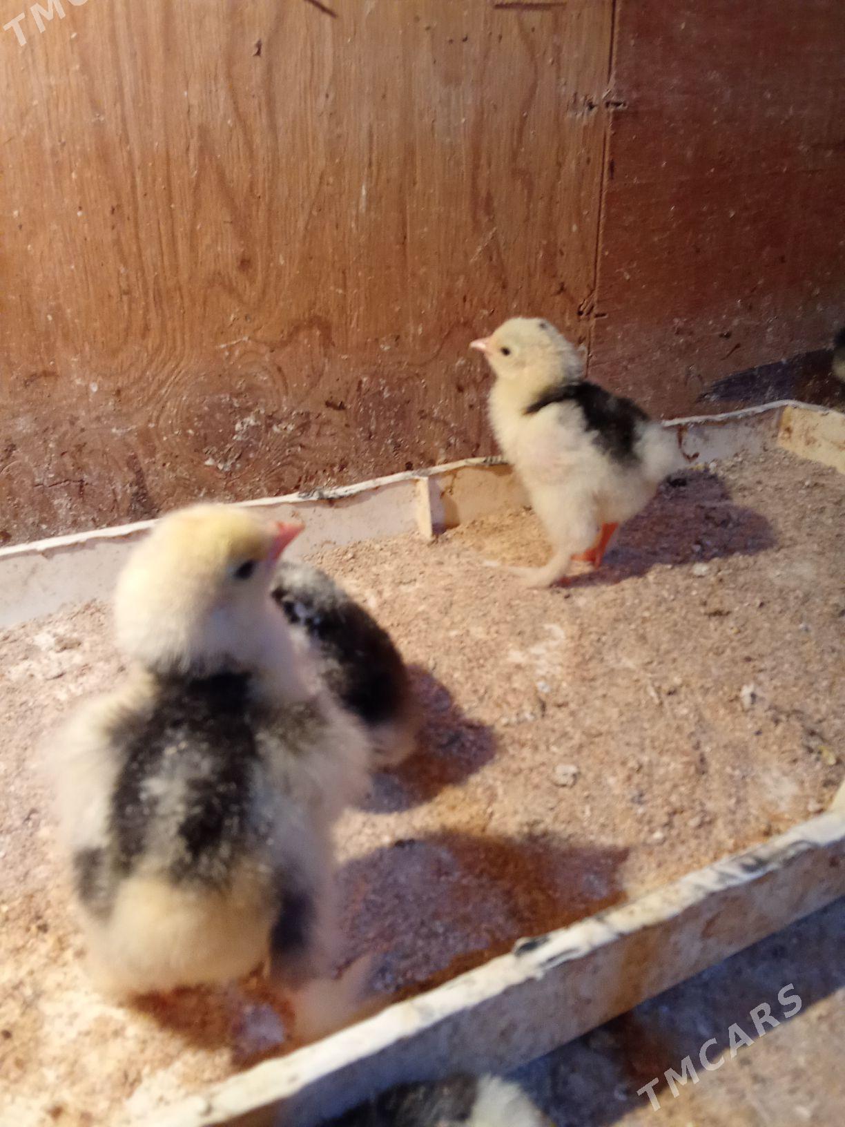 brama jyje mramr - Bagyr - img 4