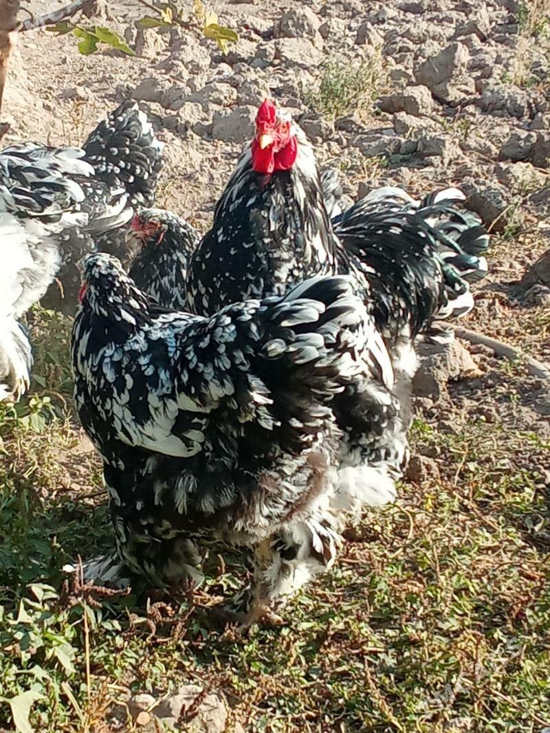 brama jyje mramr - Bagyr - img 6