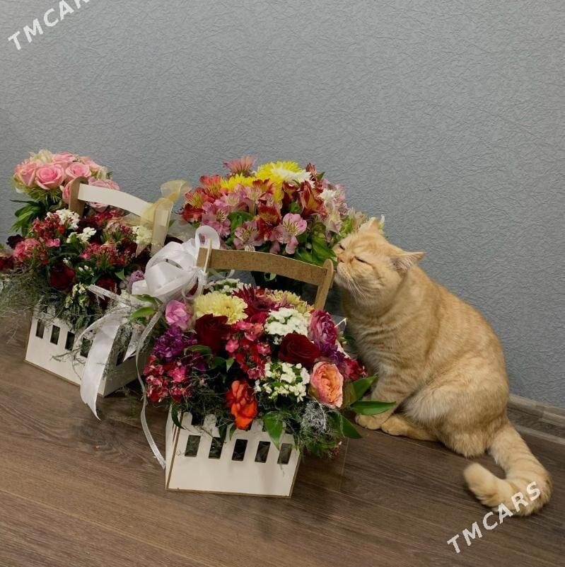 Котик - Aşgabat - img 2