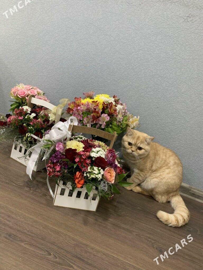 Котик - Aşgabat - img 1