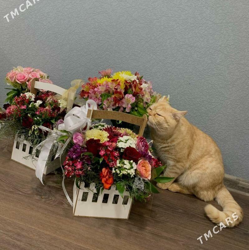 Котик - Aşgabat - img 3