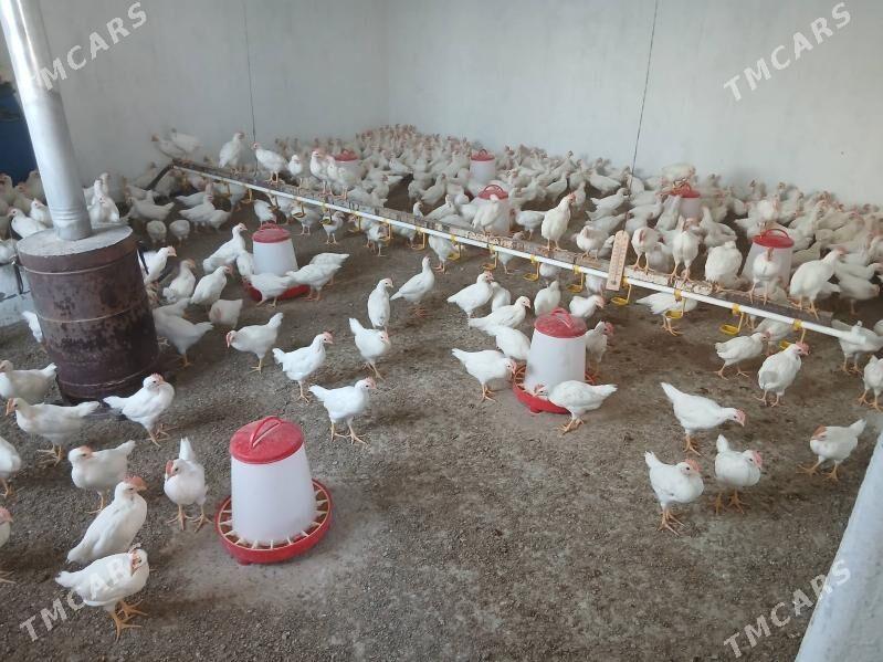 Ak horaz juyje - Гёкдепе - img 5