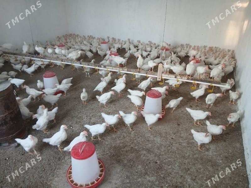 Ak horaz juyje - Гёкдепе - img 4