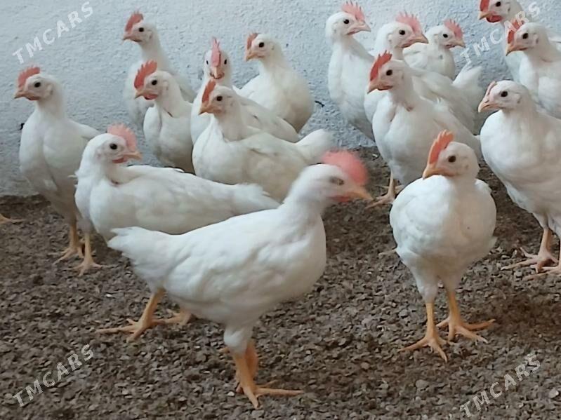 Ak horaz juyje - Гёкдепе - img 1