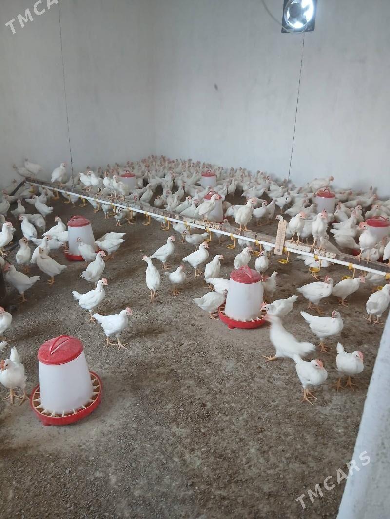 Ak horaz juyje - Гёкдепе - img 6