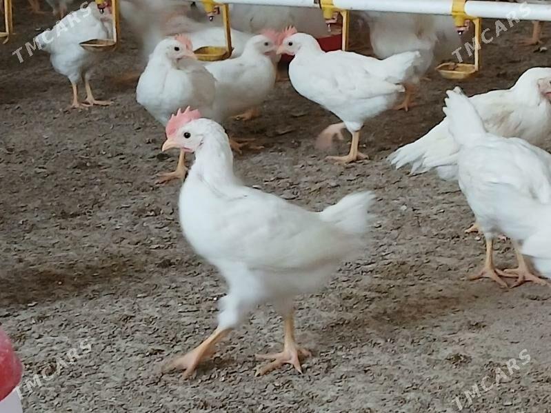 Ak horaz juyje - Гёкдепе - img 3