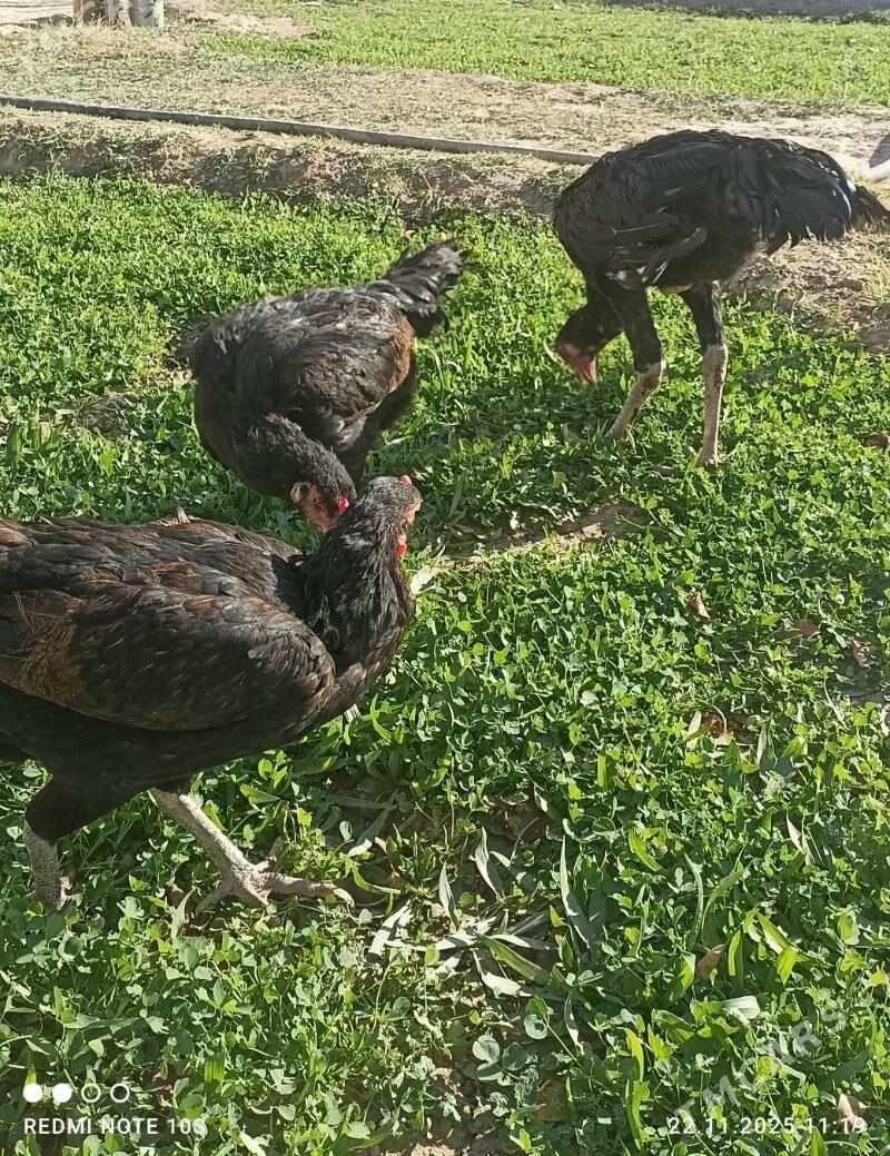 Tasgent - Aşgabat - img 7