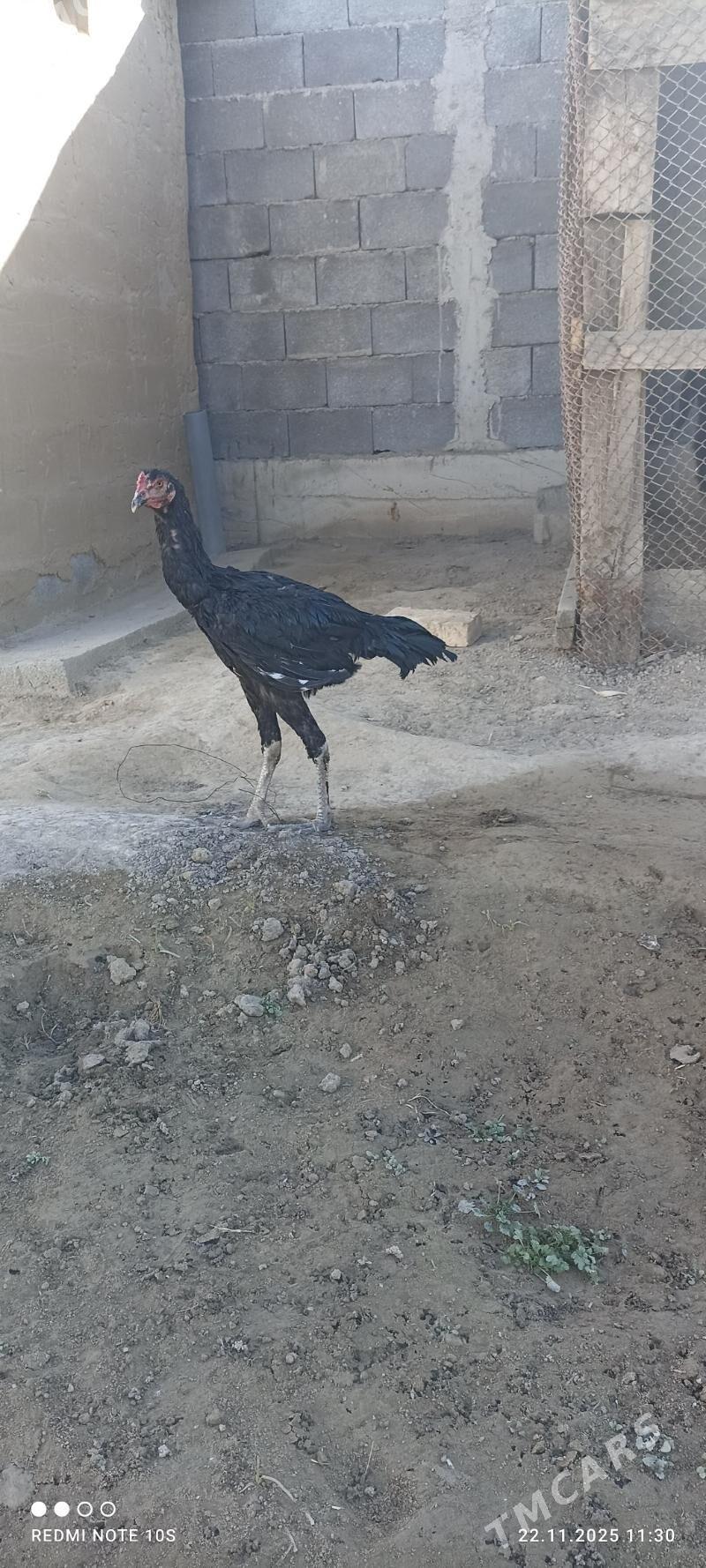 Tasgent - Aşgabat - img 2