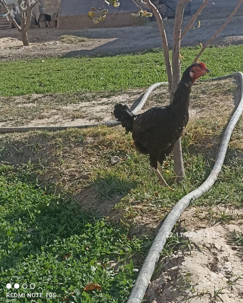 Tasgent - Aşgabat - img 4