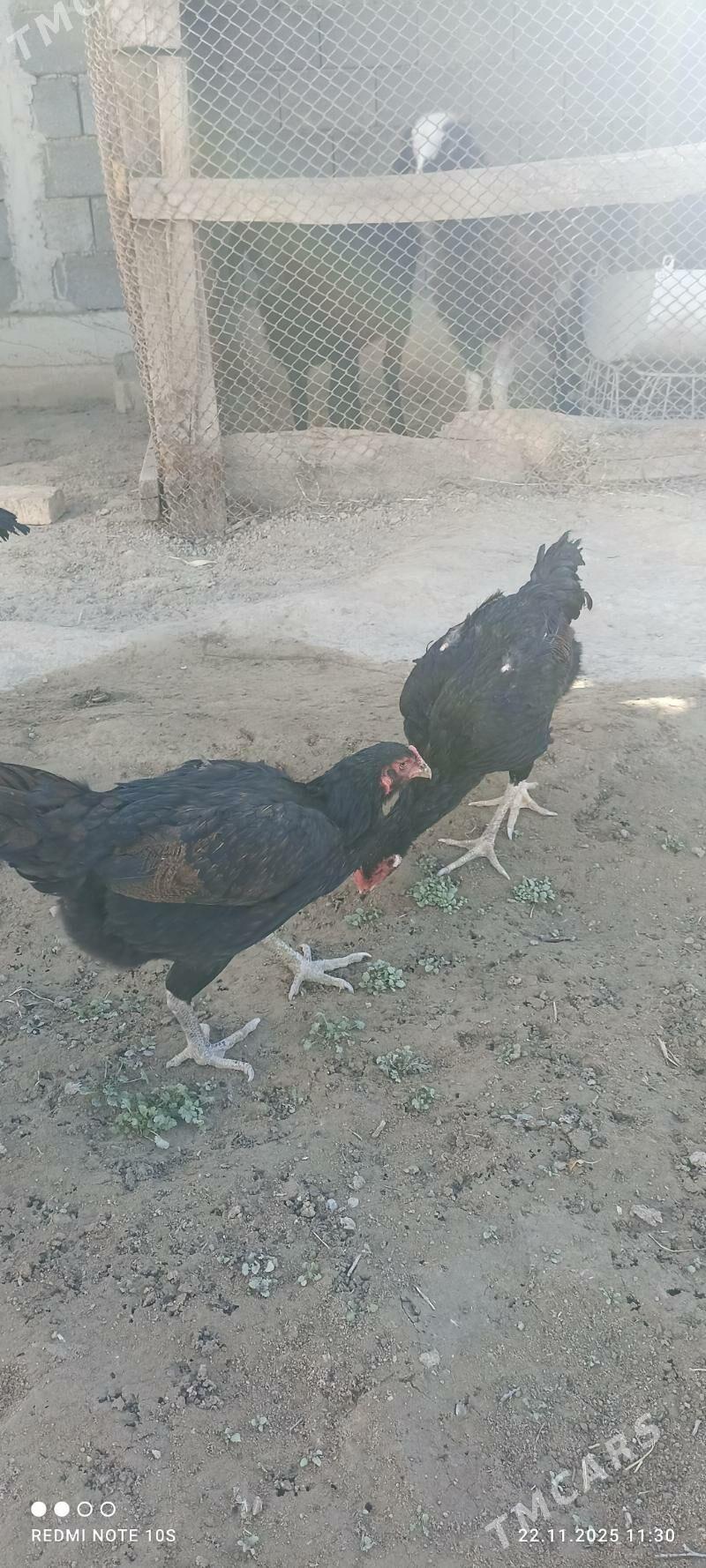 Tasgent - Aşgabat - img 9