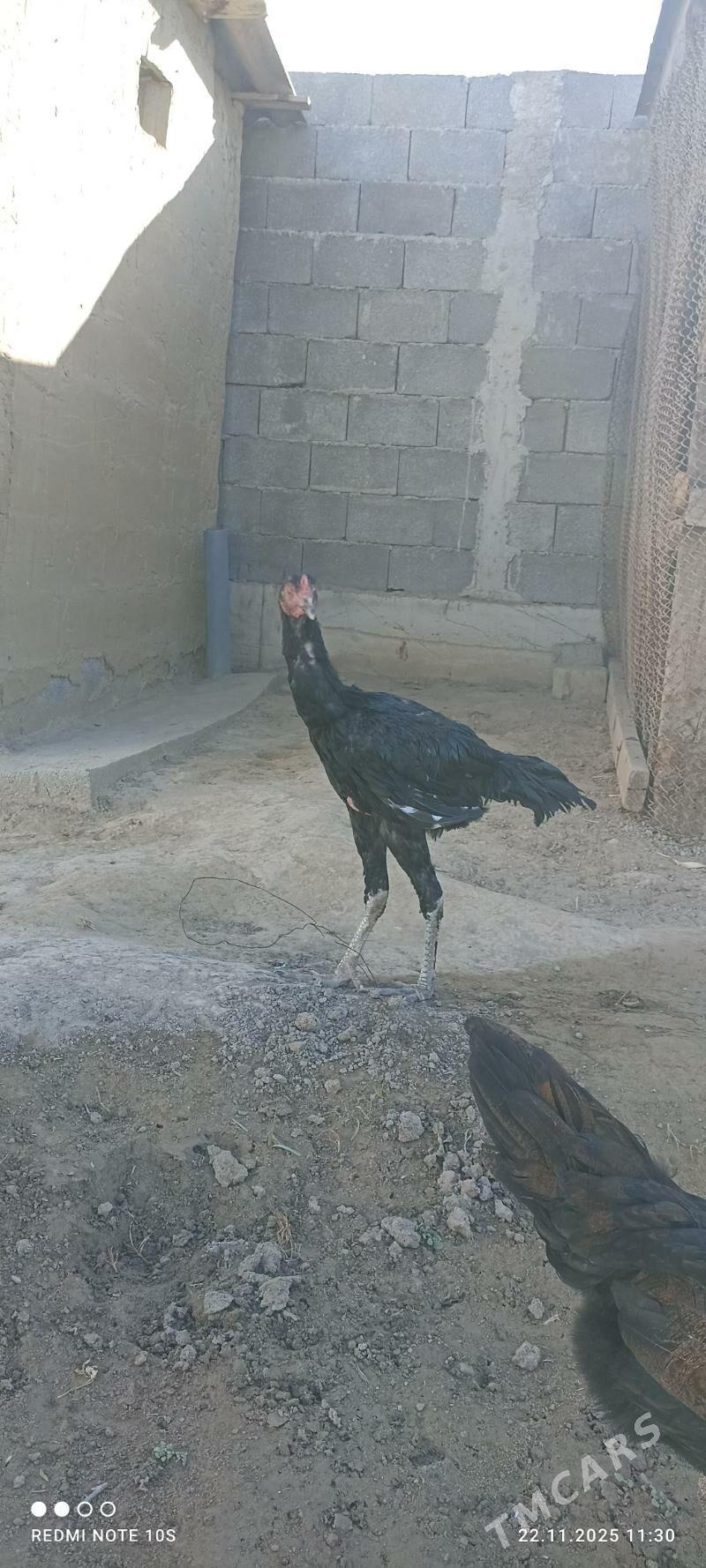 Tasgent - Aşgabat - img 3