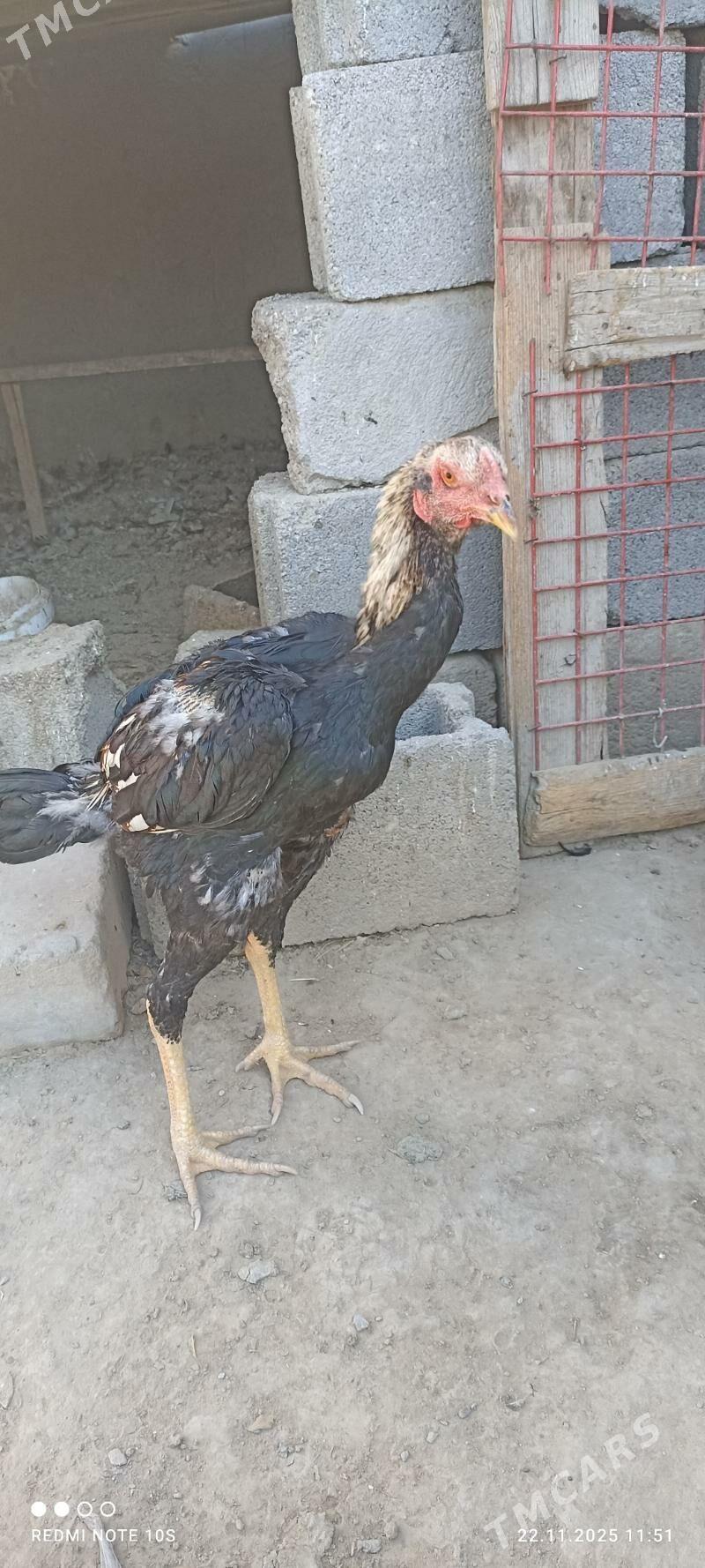 tasgent - Aşgabat - img 2