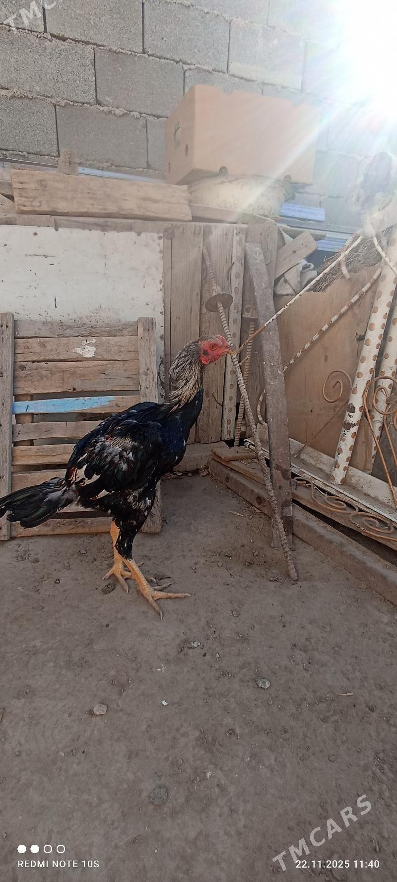 tasgent - Aşgabat - img 7