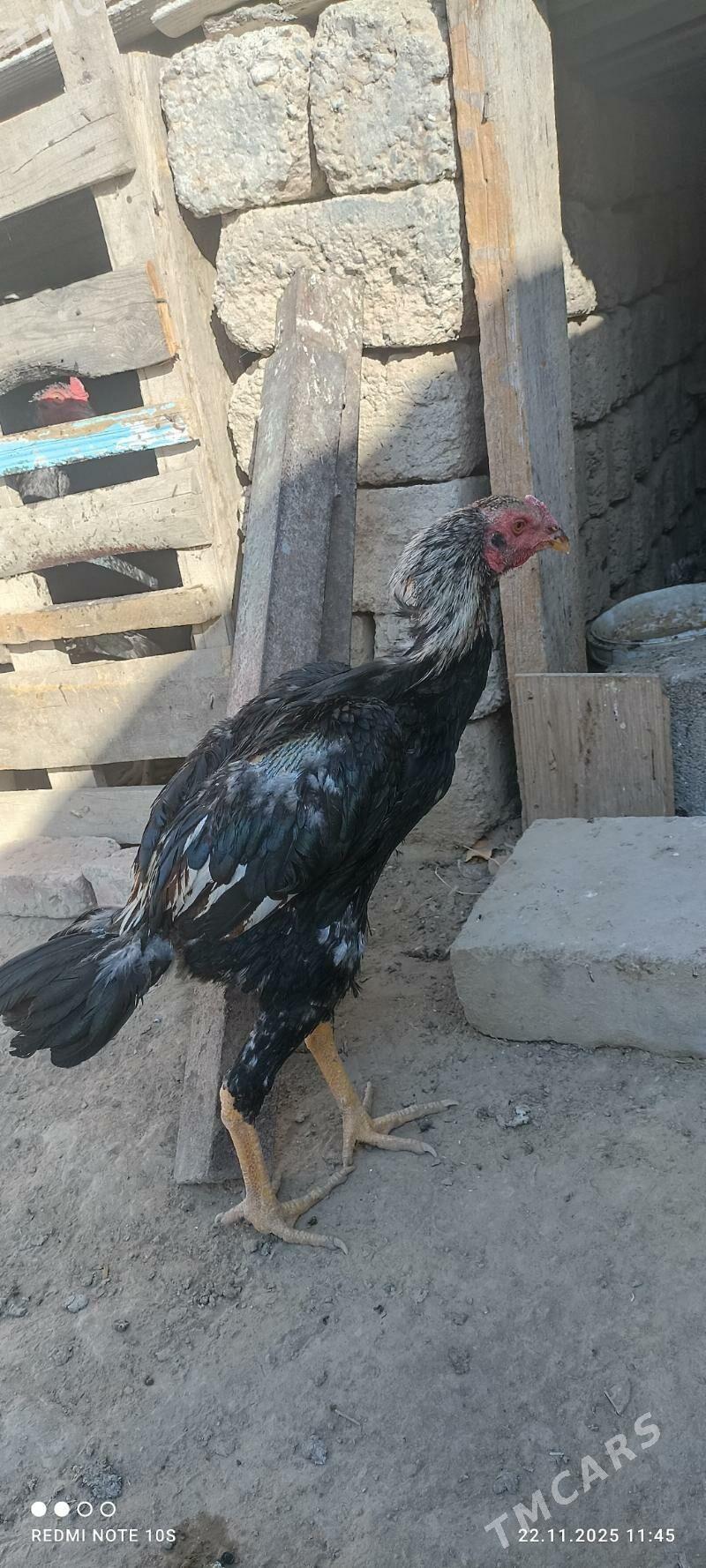 tasgent - Aşgabat - img 4