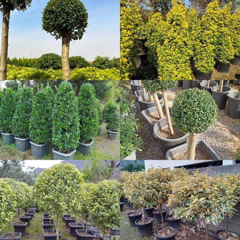 Miweli Baglar - Ашхабад - img 2