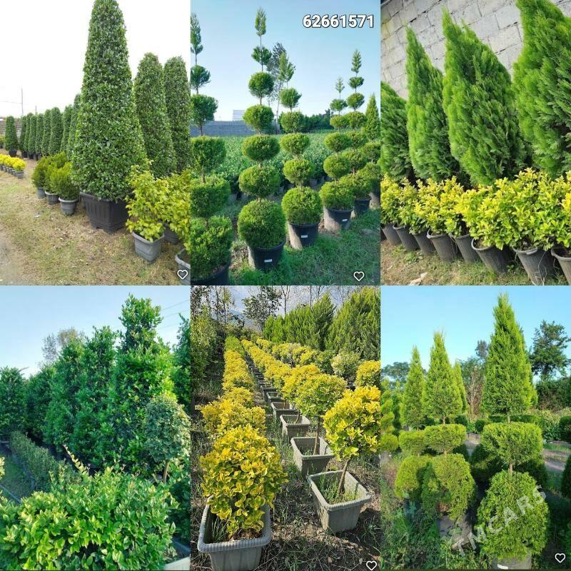 Miweli Baglar - Ашхабад - img 1