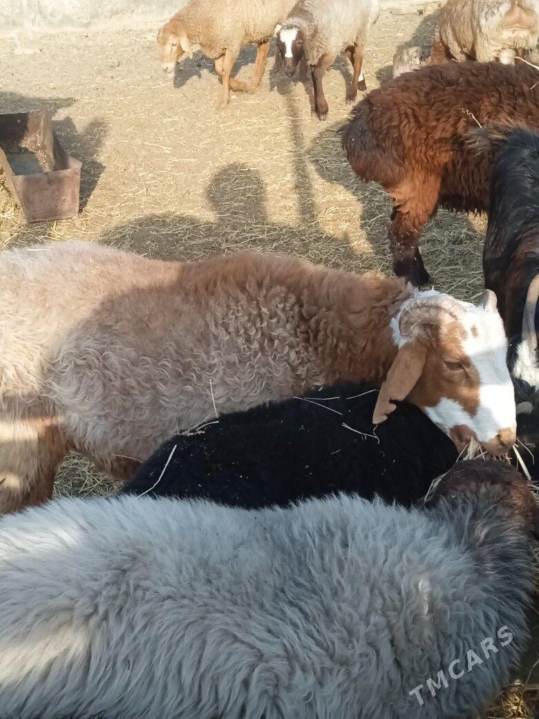 iśśek cykyp barýan toklylar - Tagtabazar - img 2