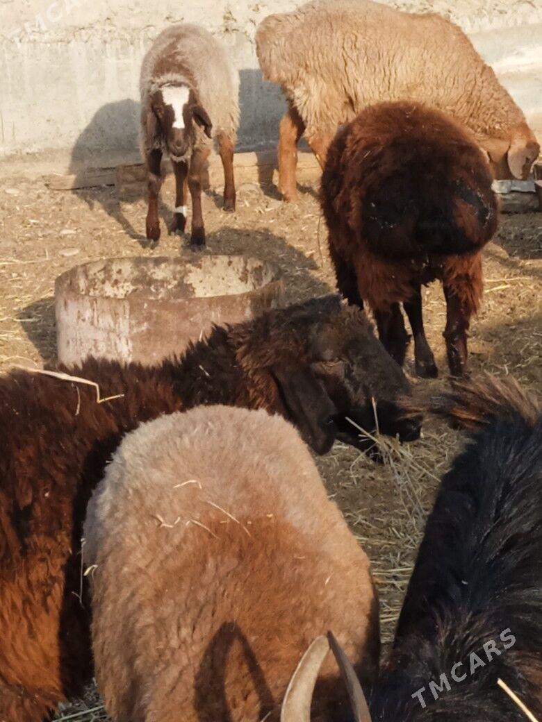 iśśek cykyp barýan toklylar - Tagtabazar - img 3