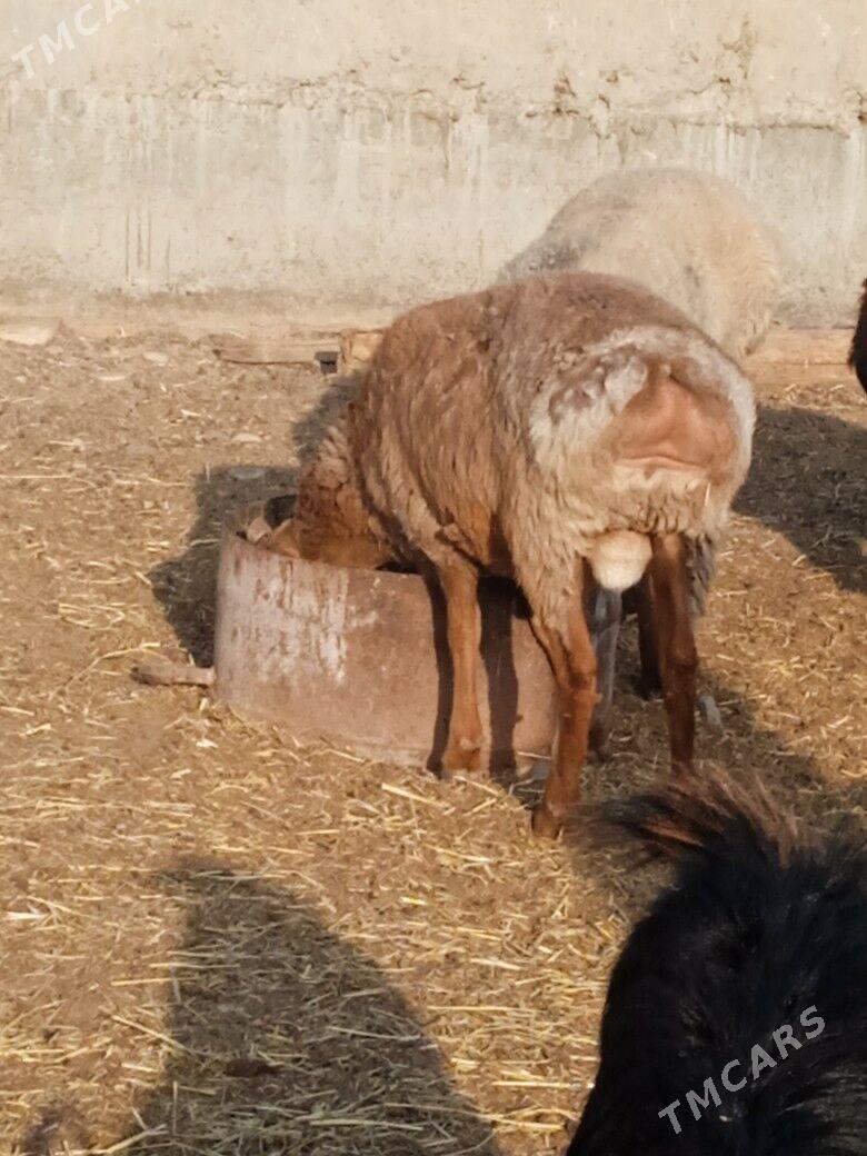 iśśek cykyp barýan toklylar - Tagtabazar - img 6