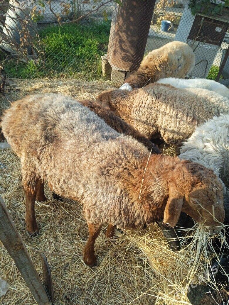 iśśek cykyp barýan toklylar - Tagtabazar - img 7