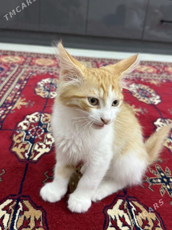 pisik - Ашхабад - img 2