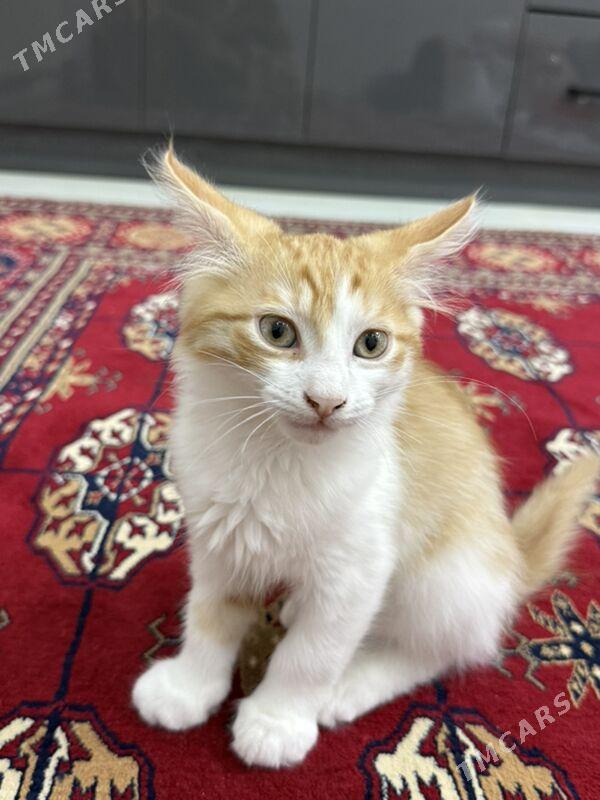 pisik - Ашхабад - img 1