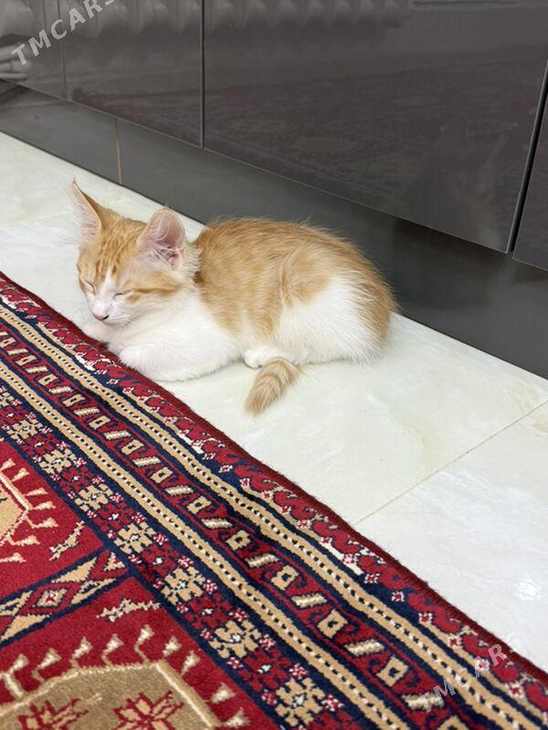 pisik - Ашхабад - img 6