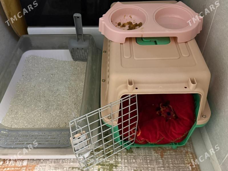 pisik - Ашхабад - img 9