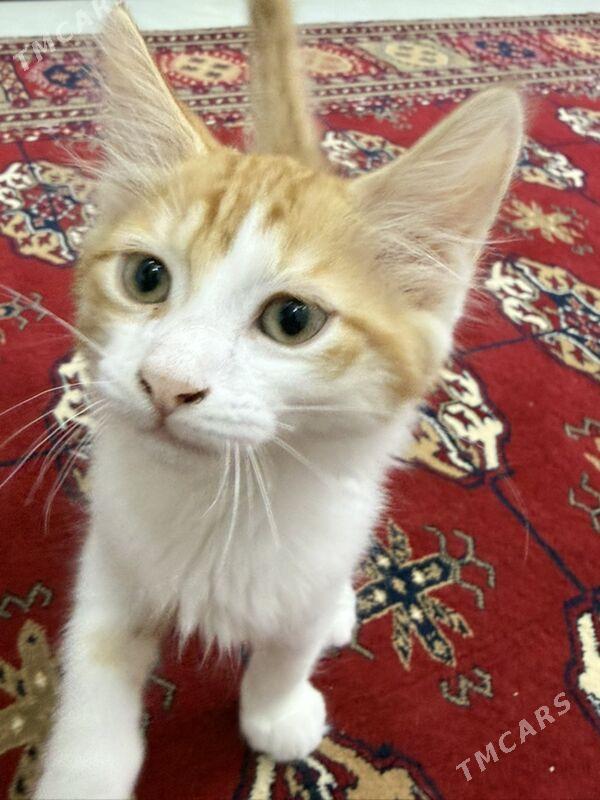 pisik - Ашхабад - img 3