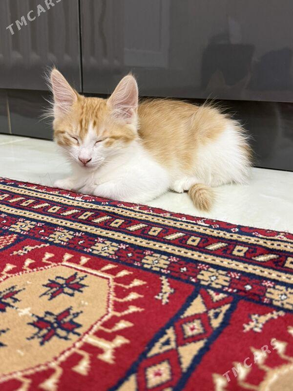 pisik - Ашхабад - img 7