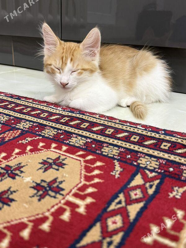 pisik - Ашхабад - img 8