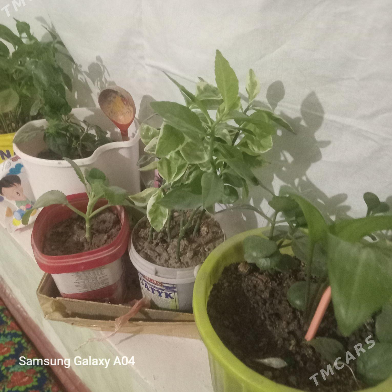 guller - Туркменабат - img 3