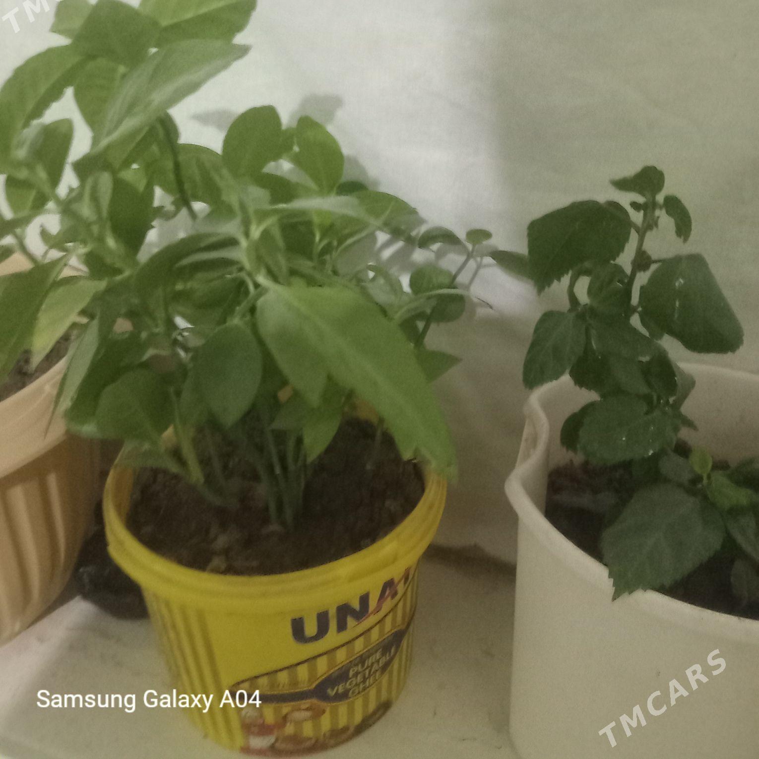 guller - Туркменабат - img 2